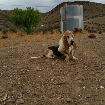 Daphneyland - Living a free life - Animal Shelters Near Me - Acton, California Daphneyland - Living a free life - Animal Shelters Near Me - Acton, California