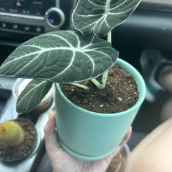 Wild Roots