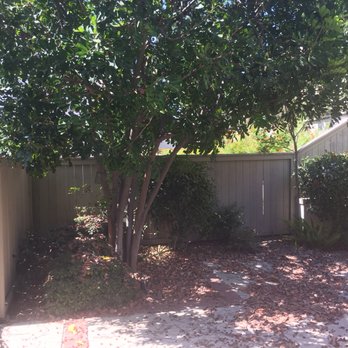 Sea Breeze Landscaping Construction - Large tree that was removed. - Landscaping Near Me - Orange, California Sea Breeze Landscaping Construction - Large tree that was removed. - Landscaping Near Me - Orange, California