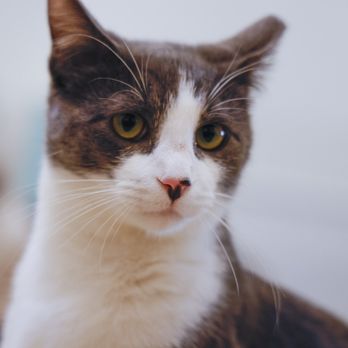 KitTea - Pet Adoption Near Me - San Francisco, California