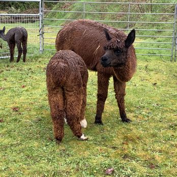 Cascade Rose Alpacas - Mama and baby alpaca - Petting Zoos Near Me - Carnation, Washington