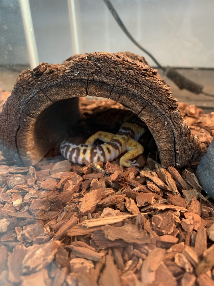 Moc Reptiles Image