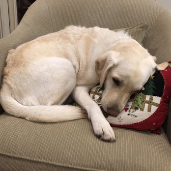 lucys dog daycare 1604