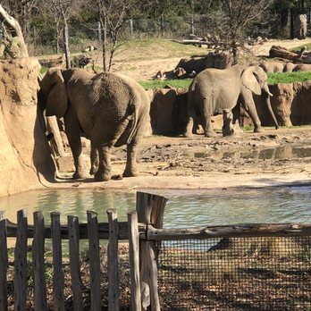 Dallas Zoo - Elephants - Zoos Near Me - Dallas, Texas