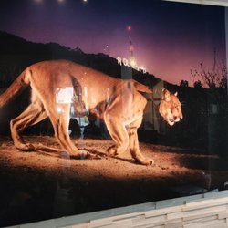 National Gallery Fine Art Galleries - Very cool lion