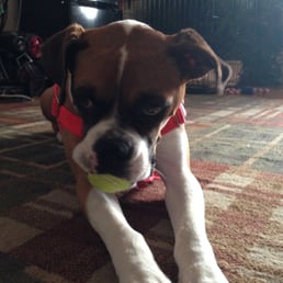 Our sweet foster, Ruby. A few months at home helped her break out of her shell and find the perfect home :)!
