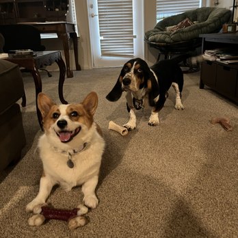 Your Pets Next Vacation - Pet Boarding Near Me Your Pets Next Vacation - Pet Boarding Near Me