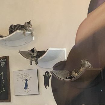 Cat & Craft - Coffee & Tea Near Me - Vista, California Cat & Craft - Coffee & Tea Near Me - Vista, California