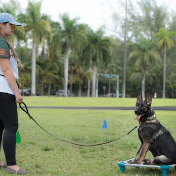Happy With Dogs - Logan holding his place - Pet Training Near Me Happy With Dogs - Logan holding his place - Pet Training Near Me