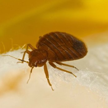 Warrior Pest Solutions - Bed bugs pose a real threat to your peace of mind. - Pest Control Near Me - Mount Pleasant, Michigan Warrior Pest Solutions - Bed bugs pose a real threat to your peace of mind. - Pest Control Near Me - Mount Pleasant, Michigan