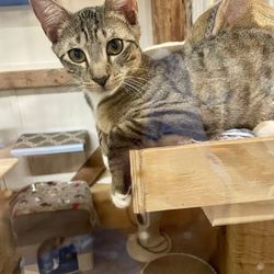 Safe Haven Thrift/Vintage Antique Shop - Leo