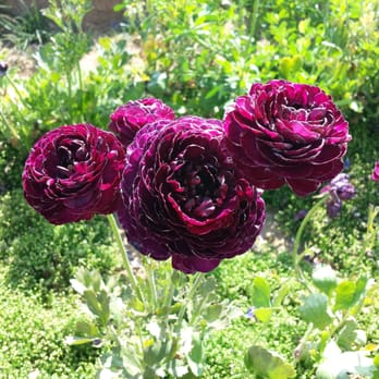 The Flower Fields - Venues & Event Spaces Near Me - Carlsbad, California