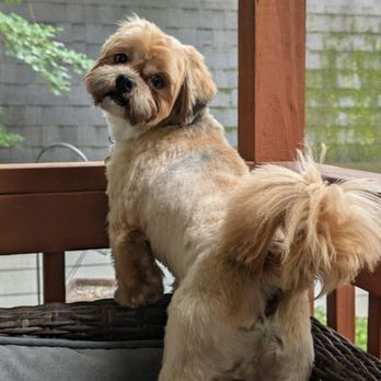 Highland Canine Training, LLC - Pet Training Near Me - Harmony, North Carolina Highland Canine Training, LLC - Pet Training Near Me - Harmony, North Carolina