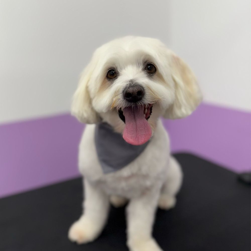 Pawssentials - Pet Groomers Near Me - Milpitas, California