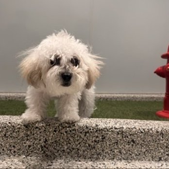 J Grooming Studio - First day in Hawaii - Pet Groomers Near Me - Ewa Beach, Hawaii