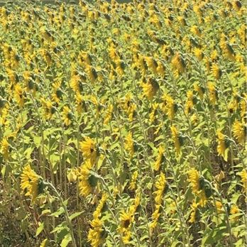 Jonamac Orchard - Sunflowers - Fruits & Veggies Near Me - Malta, Illinois