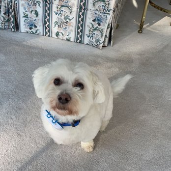 All Star Grooming & Training - hair cut looks nice - Pet Training Near Me - Fruitport, Michigan All Star Grooming & Training - hair cut looks nice - Pet Training Near Me - Fruitport, Michigan