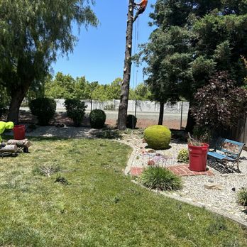 Orozco Tree Service - cut a pine tree in vacaville - Tree Services Near Me