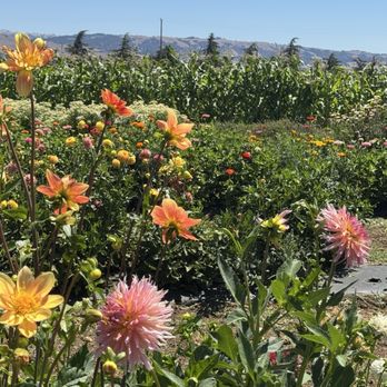Tru2Earth Farm - Pick Your Own Farms Near Me - Gilroy, California Tru2Earth Farm - Pick Your Own Farms Near Me - Gilroy, California