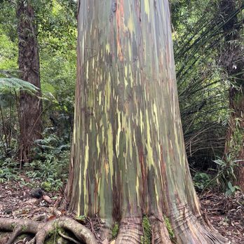 Kona Cloud Forest Sanctuary - Walking Tours Near Me - Kailua-Kona, Hawaii
