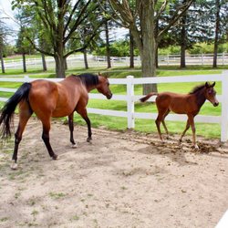 Grand Arabian Farm