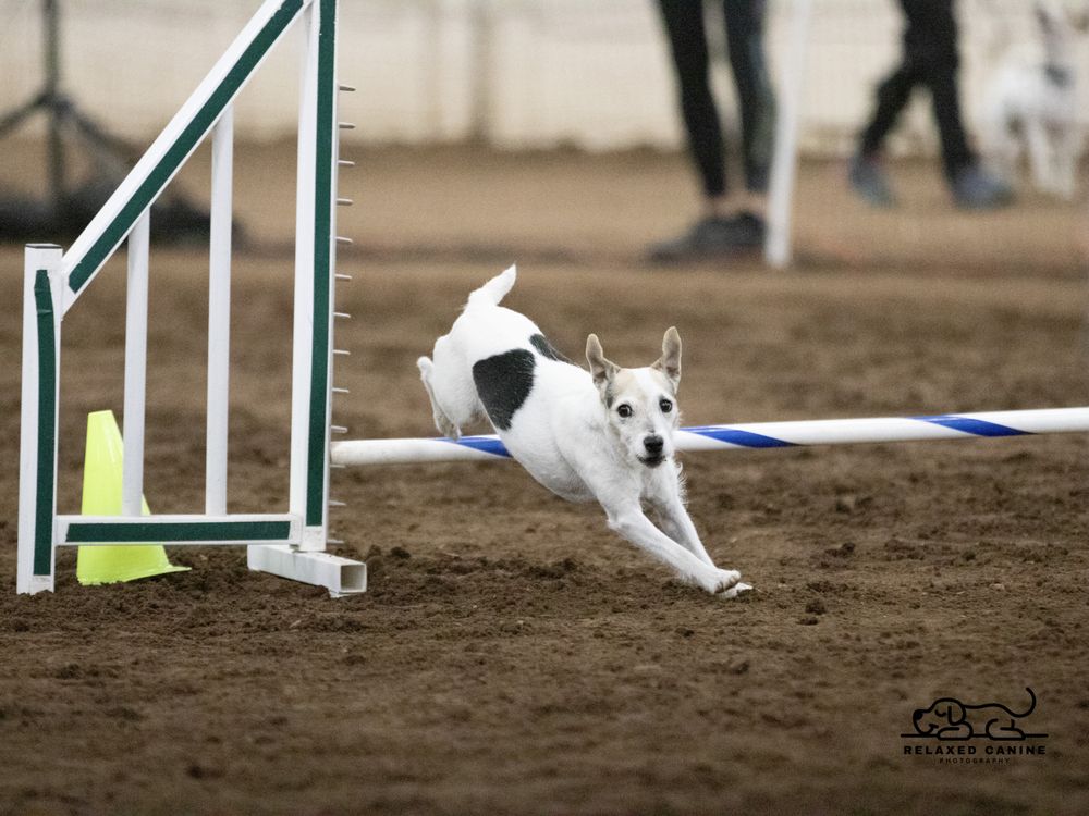 DIANE’S CLEVER K9S 39 Photos Durango, Colorado Pet Training