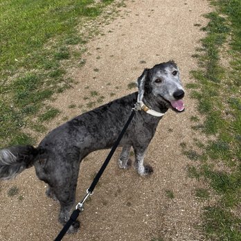 Anna’s Grooming - I don't even recognize my dog. - Pet Groomers Near Me - Kyle, Texas