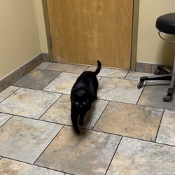 Yorkshire Veterinary Hospital - One happy Kitty!