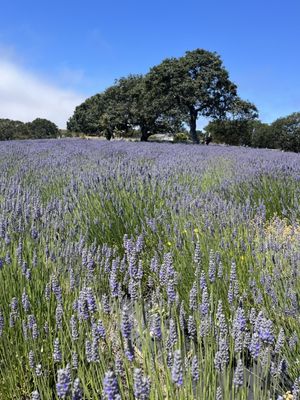 Monte-Bellaria di California by null