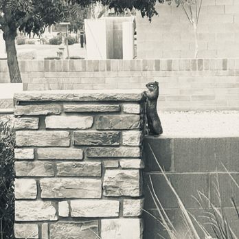 Salad and Go - A cute squirrel on the wall in front of the restaurant. - Salad Near Me - Chandler, Arizona Salad and Go - A cute squirrel on the wall in front of the restaurant. - Salad Near Me - Chandler, Arizona