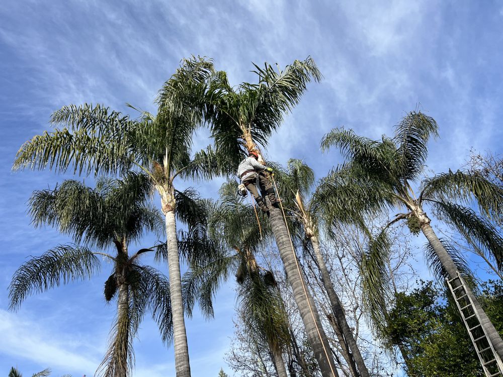 DLT LANDSCAPE & MAINTENANCE Updated September 2024 Altadena, California Lawn Services