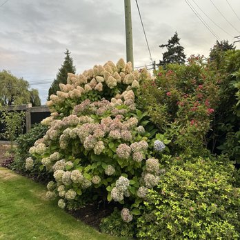 The Mahle House Restaurant - Outside garden - IG @bougiefoodieboi - Modern European Near Me - Nanaimo, British Columbia The Mahle House Restaurant - Outside garden - IG @bougiefoodieboi - Modern European Near Me - Nanaimo, British Columbia