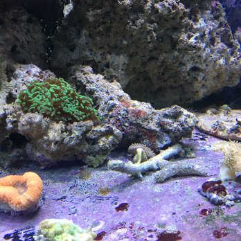 Aquarium Concepts - Pet Stores Near Me - Shreveport, Louisiana Aquarium Concepts - Pet Stores Near Me - Shreveport, Louisiana