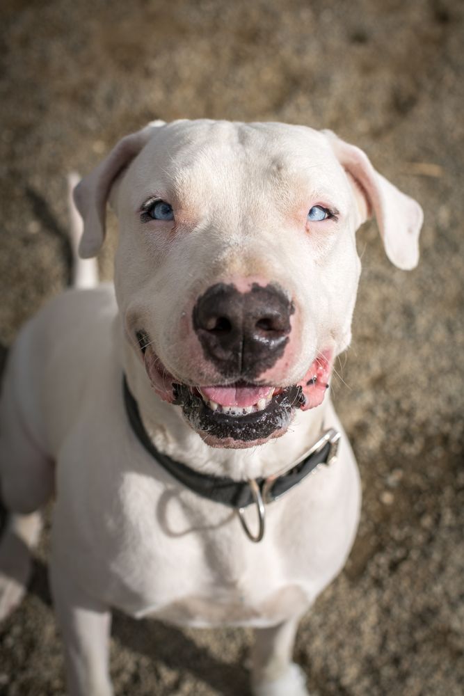 DIAMOND DOGS Updated March 2024 26 Photos Temecula, California