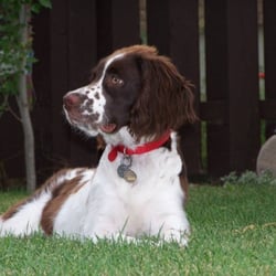 Sirius Dog Resort - Sirius Dog Resort- Upscale pet hosting service.