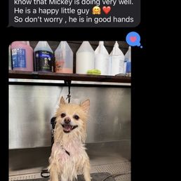 Owner Nazik follow up txt makes u happy..Mickey enjoying his bath. Owner Nazik follow up txt makes u happy..Mickey enjoying his bath.