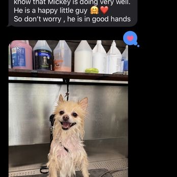 Bark Avenue Groomers - Owner Nazik follow up txt makes u happy..Mickey enjoying his bath. - Pet Groomers Near Me - Weehawken, New Jersey Bark Avenue Groomers - Owner Nazik follow up txt makes u happy..Mickey enjoying his bath. - Pet Groomers Near Me - Weehawken, New Jersey