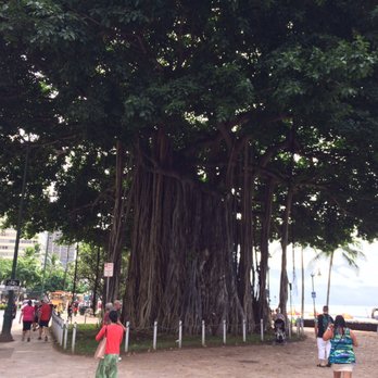 Waikiki Beach - Indian Banyan Tree - Beaches Near Me Waikiki Beach - Indian Banyan Tree - Beaches Near Me