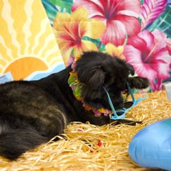 The Board Hound - Summer Bash Photo Shoot
