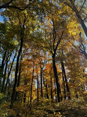 Rockefeller State Park Preserve by null