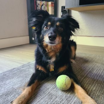 Val's Pals Pet Care - Roxy LOVES her ball - Dog Walkers Near Me Val's Pals Pet Care - Roxy LOVES her ball - Dog Walkers Near Me