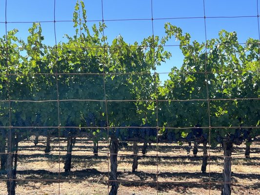 Pushpak Wine Country Tours by null