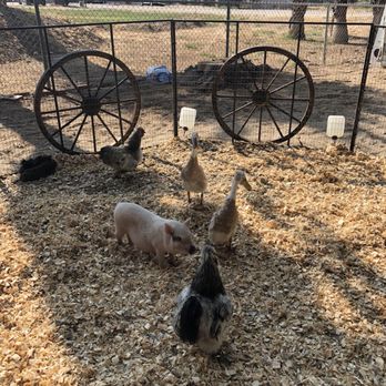 Itty Bitty Mobile Petting Zoo - Petting Zoos Near Me