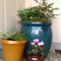 Gray's Garden Center - Potted plants from Gray's