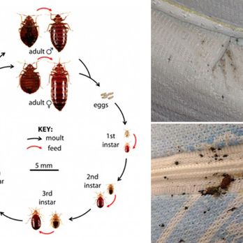Pest in Peace Control Solutions - Bedbugs life cicle - Pest Control Near Me - Saskatoon, Saskatchewan Pest in Peace Control Solutions - Bedbugs life cicle - Pest Control Near Me - Saskatoon, Saskatchewan