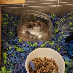 Bird & Pet Clinic
