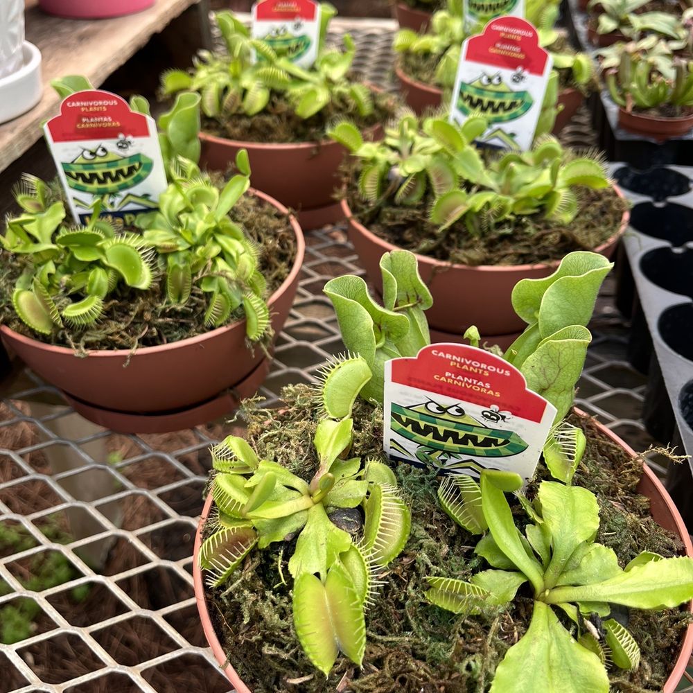 Plant Place - Venus flytraps - Nurseries & Gardening Near Me - Wilmington, North Carolina Plant Place - Venus flytraps - Nurseries & Gardening Near Me - Wilmington, North Carolina