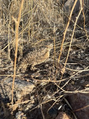 Gateway Trailhead - McDowell Sonoran Preserve by null