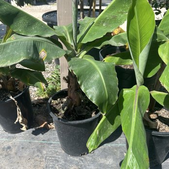 EKT Nursery - 5:7/26 Banana - Nurseries & Gardening Near Me - Lakewood, California EKT Nursery - 5:7/26 Banana - Nurseries & Gardening Near Me - Lakewood, California