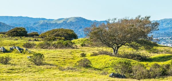 Ring Mountain Preserve by null